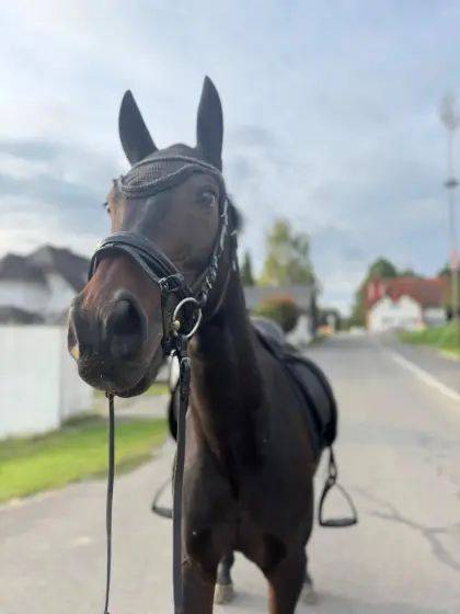 Deutsches Sportpferd