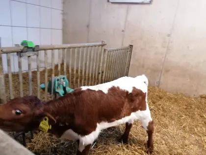 Pinzgauer Kalb weiblich Bio