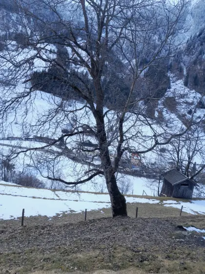 Walnussbaum zu verkaufen, für Tischler oder Drechsler