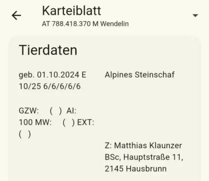 Gekörter Alpiner Steinschaf Widder