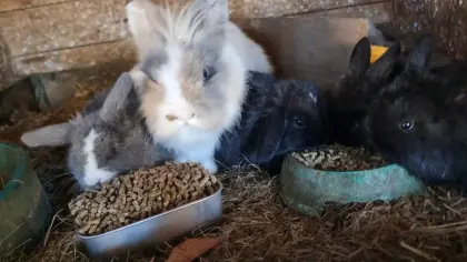 Mini Lop und Teddy-Zwerge abzugeben