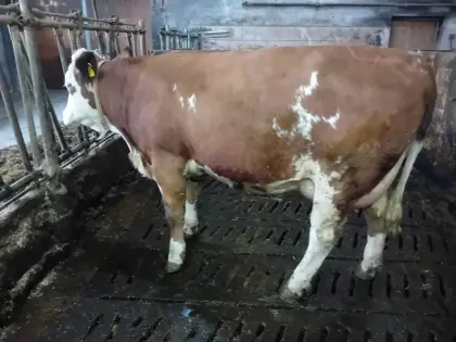 Trächtige Fleckvieh Erstlingskuh