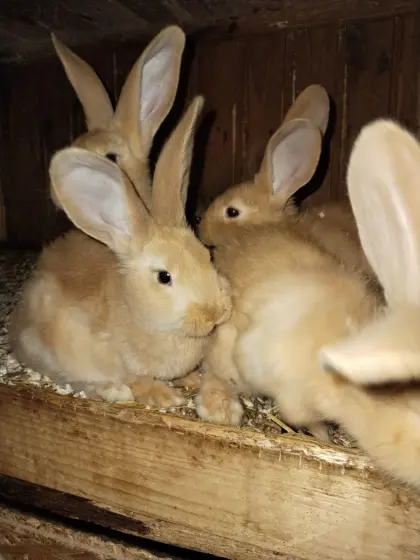 Gelber Riesenrammler