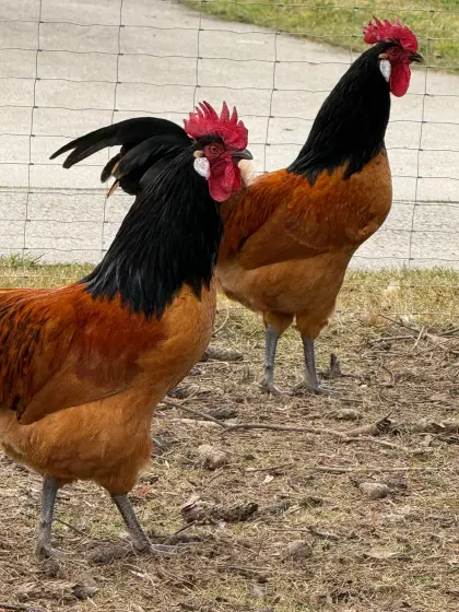 Junghähne der Rasse Vorwerk