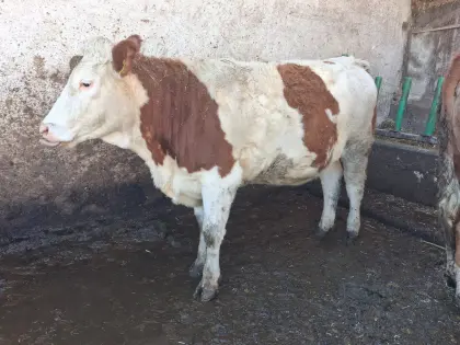 Trächtige Fleckviehkalbin