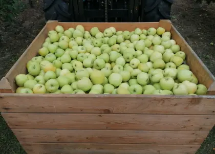 Äpfel Sorte New Gold