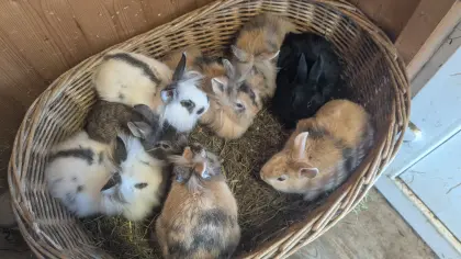 Zwergkaninchen in allen Farben laufend zu verkaufen