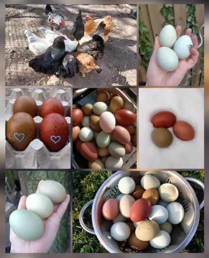 Bruteier Buntleger Easteregger Marans Grünleger Natoleger