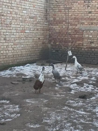 Laufenten zu verschenken