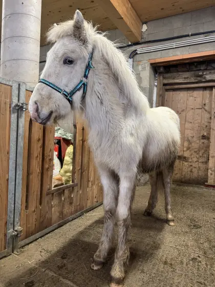 Isländer Hengst Jährling