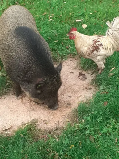 Miniaturschwein Gustav