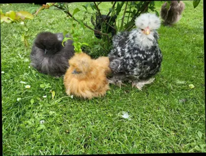 Zwergseidenhuhn Zwergseidenhühner US Silkies