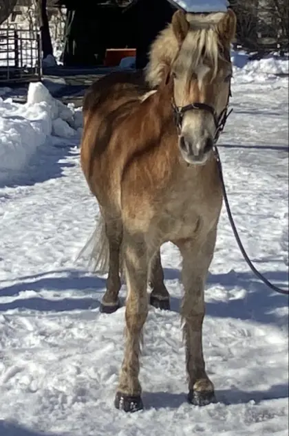 Haflingerwallach als Allrounder