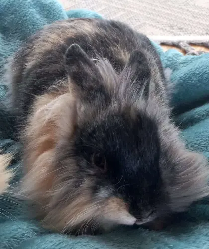 Löwenkopf Zwergkaninchen