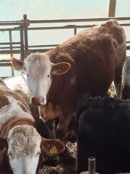 Fleckvieh Kalbinnen geweidet