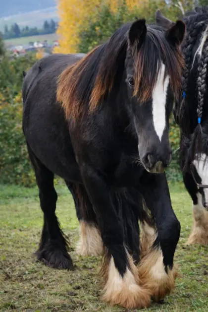 Schwarze Tinkerdane sucht Bestplatz