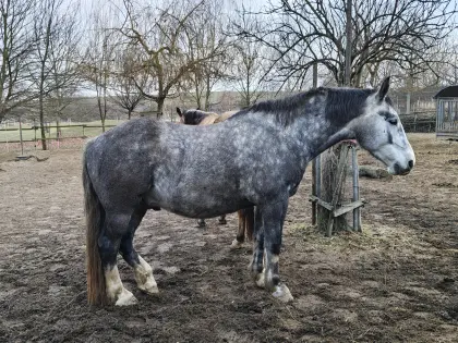 Freundlicher WB-Mix Wallach an Bestplatz zu vergeben!