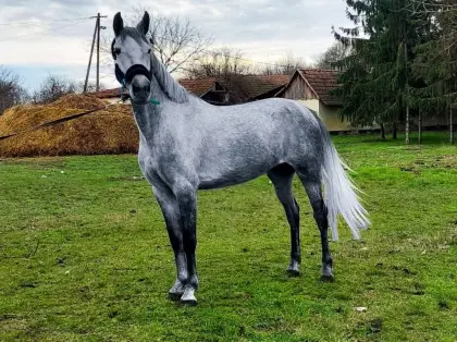 Ungarisches Sportpferd