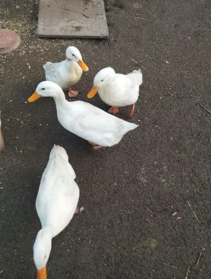 5 Landenten ohne Haube