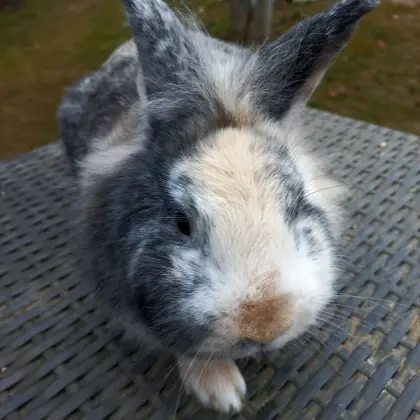 Löwenkopf Bub Zwergkaninchen