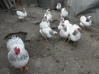 Deutsche Zwerg-Wyandotten