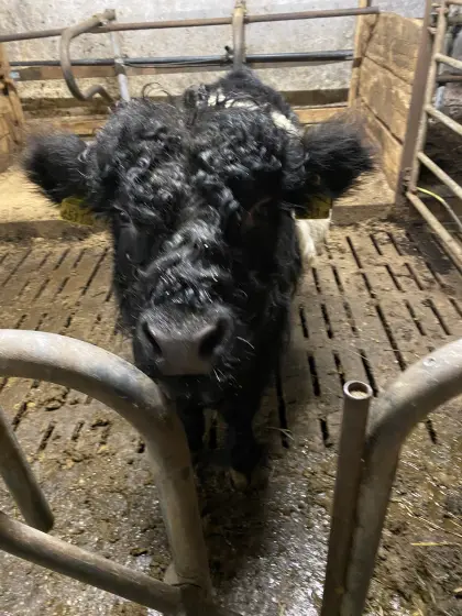 Verkaufe, Vermiete Bio Galloway Stier