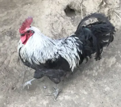 Bruteier reinrassiger Silverudds Bla