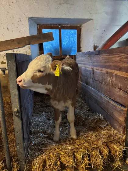 Bio Fleckvieh Zuchtkalb gen. Hornlos