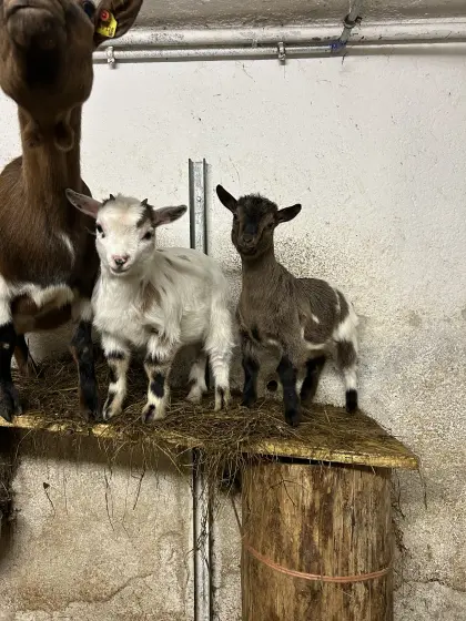 Minizwergziegen weiblich