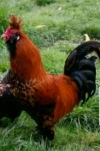 Pawlowskaja, Sundheimer, Marans