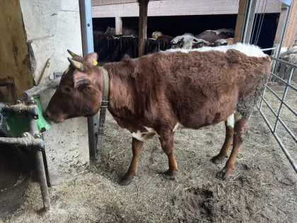 Trächtige Bio RFxPI Kalbin