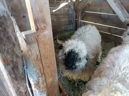 Walliser Schwarznasenschaf Aue