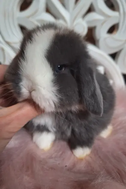 Zutrauliche Mini Lop Babys, Zwergkaninchen, Zwergwidder, Min