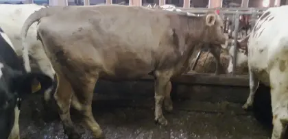 Verkaufe Braunviehkalbin