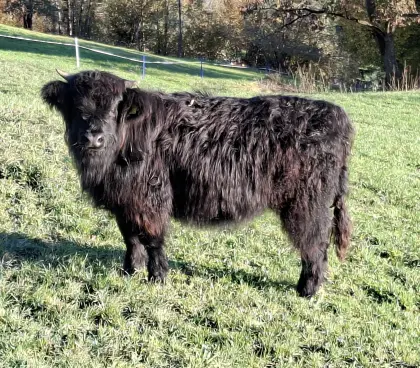 Hochlandrindkalbin