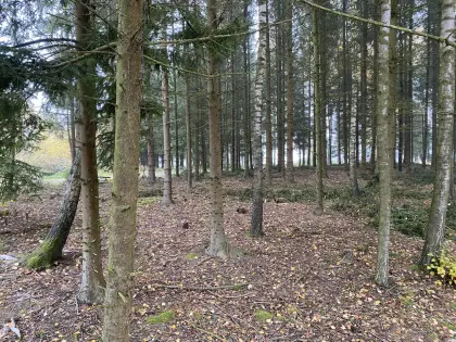 Wald kaufen