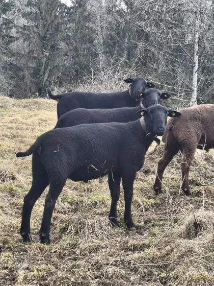 Gekörte Jura Widder