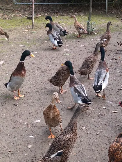 Laufenten, € 20,- das Stk.