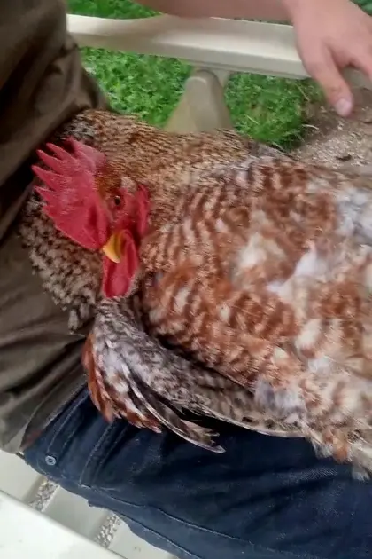 Bruteier Bielefelder Kennhühner