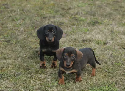 Standard Dackel Welpen suchen ihr Traumzuhause
