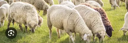 Suche landwirtschaftlichen Arbeiter