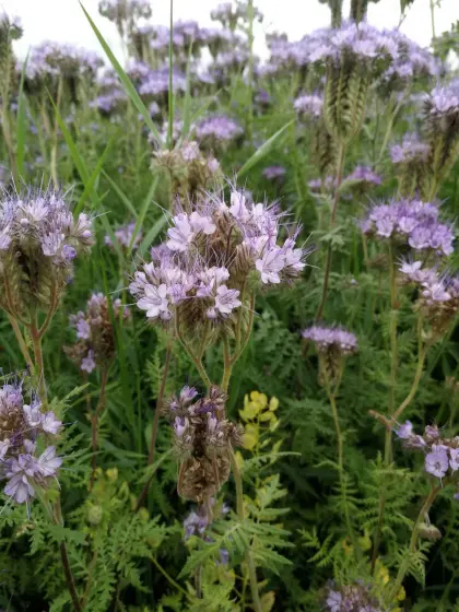Phacelia, Rotklee, Ölrettich Bio