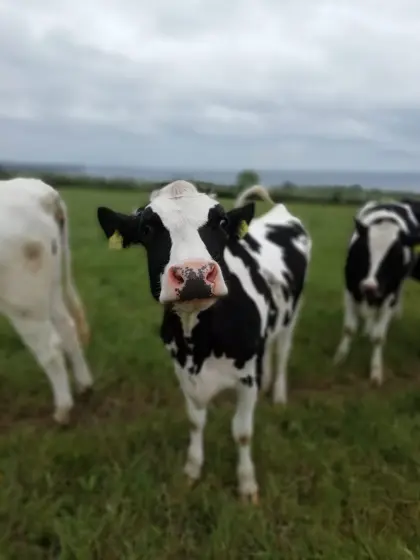 Hetwin Kraftfutterstation Doppelstation