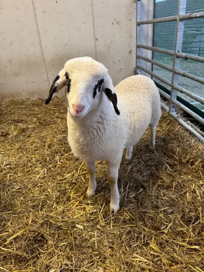 Widderlamm Kärntner Brillenschaf