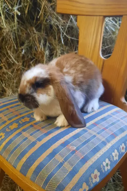 Deutsche Widder-Häsinnen