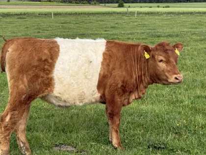 Bio Galloway x Wagyu Kalbin