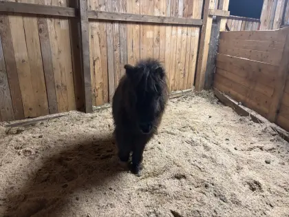 Minishetty Stutfohlen Penelope