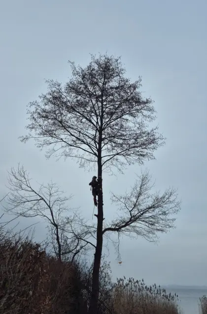 Holzschlägerung, Baumabtragung