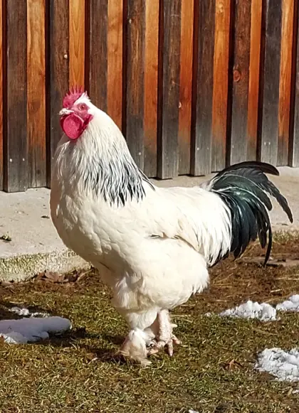 Reinrassige Sundheimer- und Barnevelder-Junghähne zu vergeben