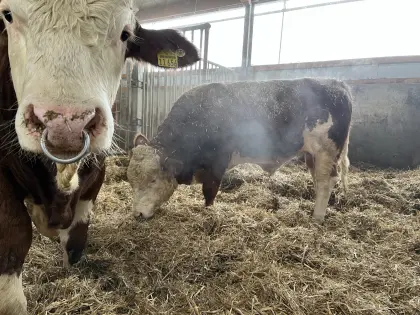 Fleckvieh Deckstier, Sprungstier, Deckbulle, Zuchtstier